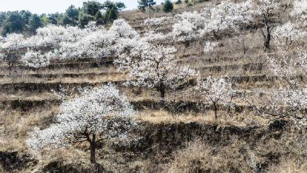 遵化万亩杏花绘就春日盛景