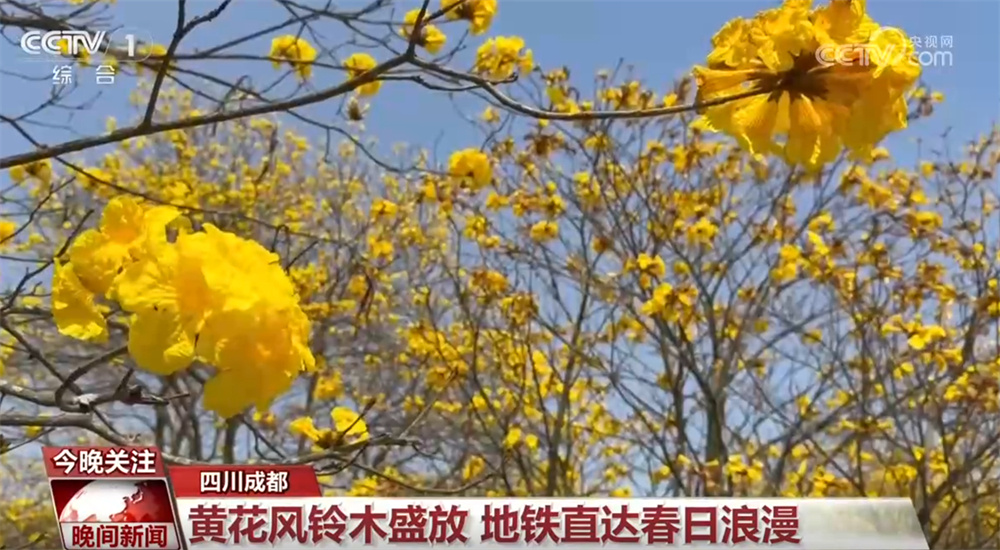 春日“赏花经济”解锁“花式”新玩法 多元“文旅商”融合模式激活消费活力 春日“赏花经济”解锁“花式”新玩法 多元“文旅商”融合模式激活消费活力