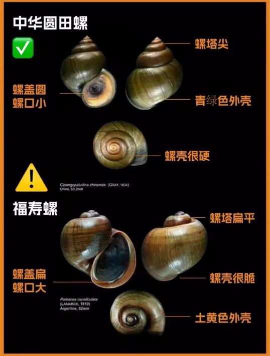 别碰更别吃！这类“密恐”生物近期大量出现，寄生虫多达6000多条