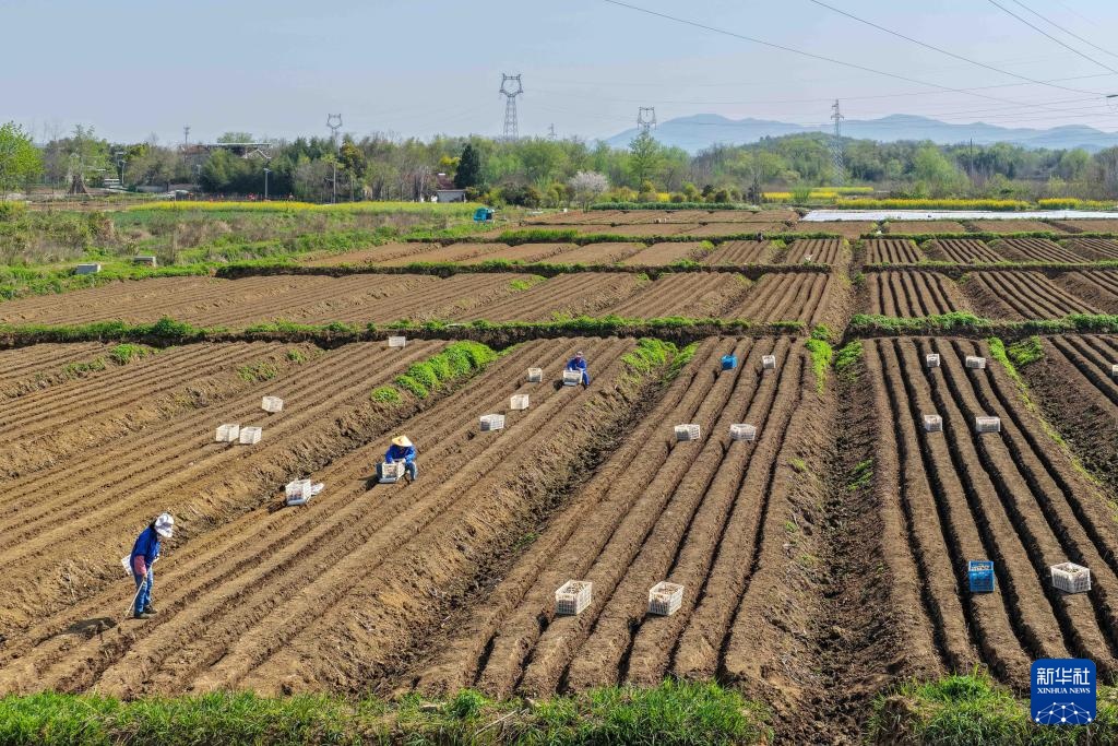 春日农耕忙 姜田孕希望 春日农耕忙 姜田孕希望