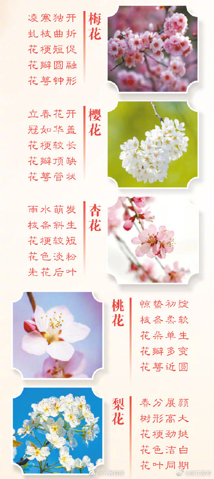 转存便查！一图分辨桃花、梨花、樱花、杏花、梅花
