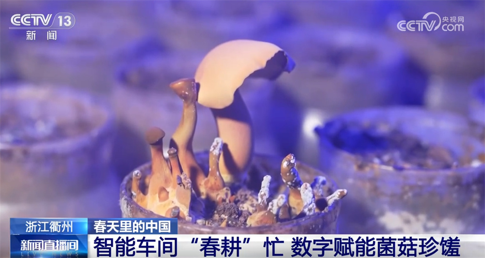 现代化智能车间“春耕”忙 一朵朵“小菌菇”撑起乡村振兴“富民伞”