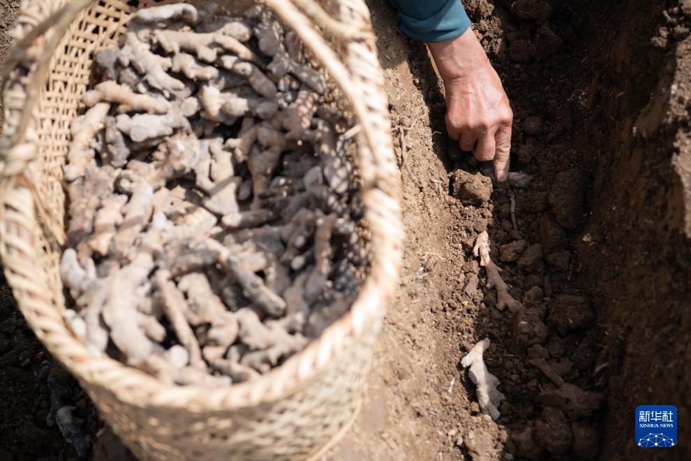 春日农耕忙 姜田孕希望 春日农耕忙 姜田孕希望