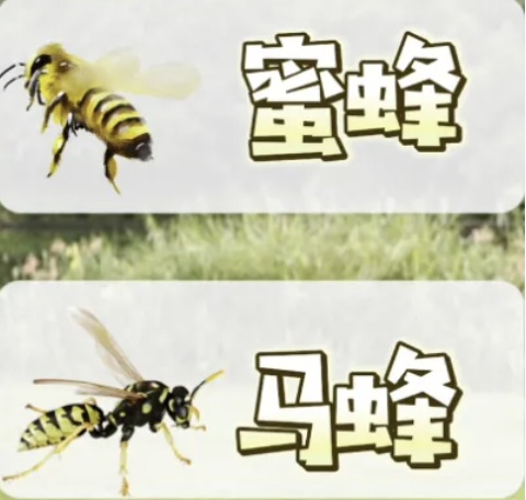 千万别招惹！蜂蜇伤后果严重，甚至会致命！急救、预防指南→