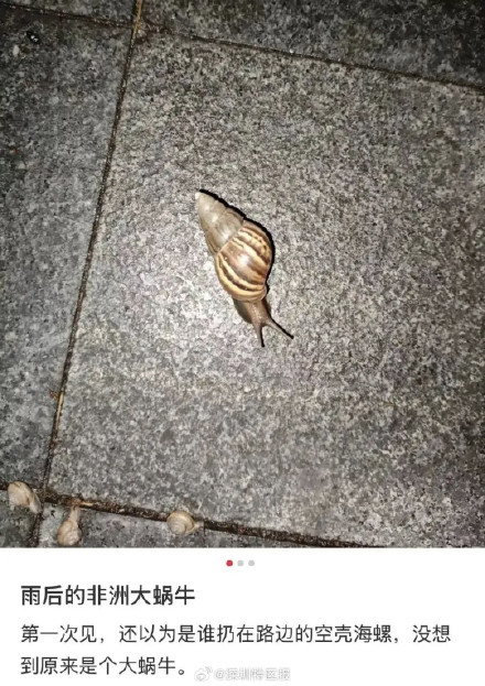 深圳暴雨后频现非洲大蜗牛