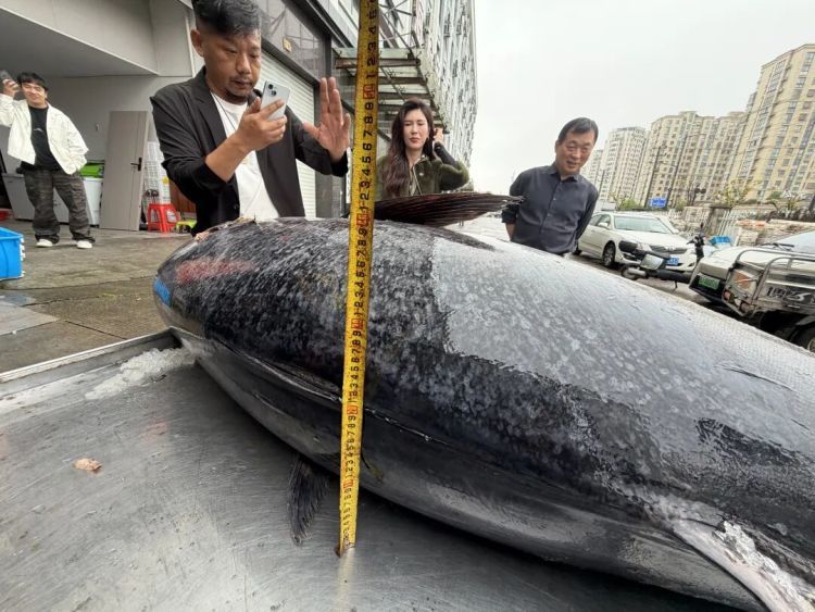 市值超10万！浙江渔民捕获2条“巨无霸”金枪鱼，已运抵台州