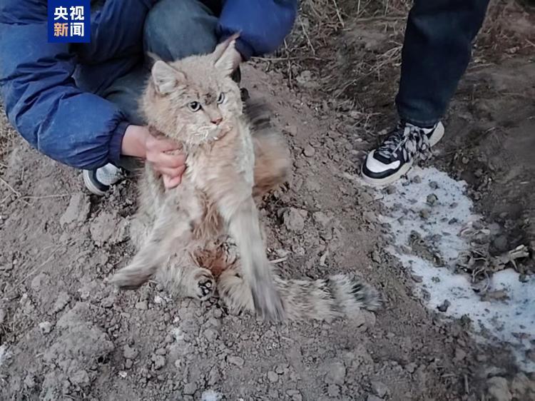 一只荒漠猫获成功救护 后续将评估放归