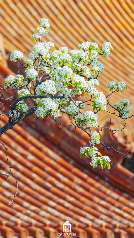 清新淡雅！当白色梨花融入故宫配色