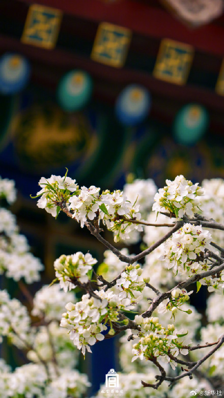 故宫春日壁纸又上新了