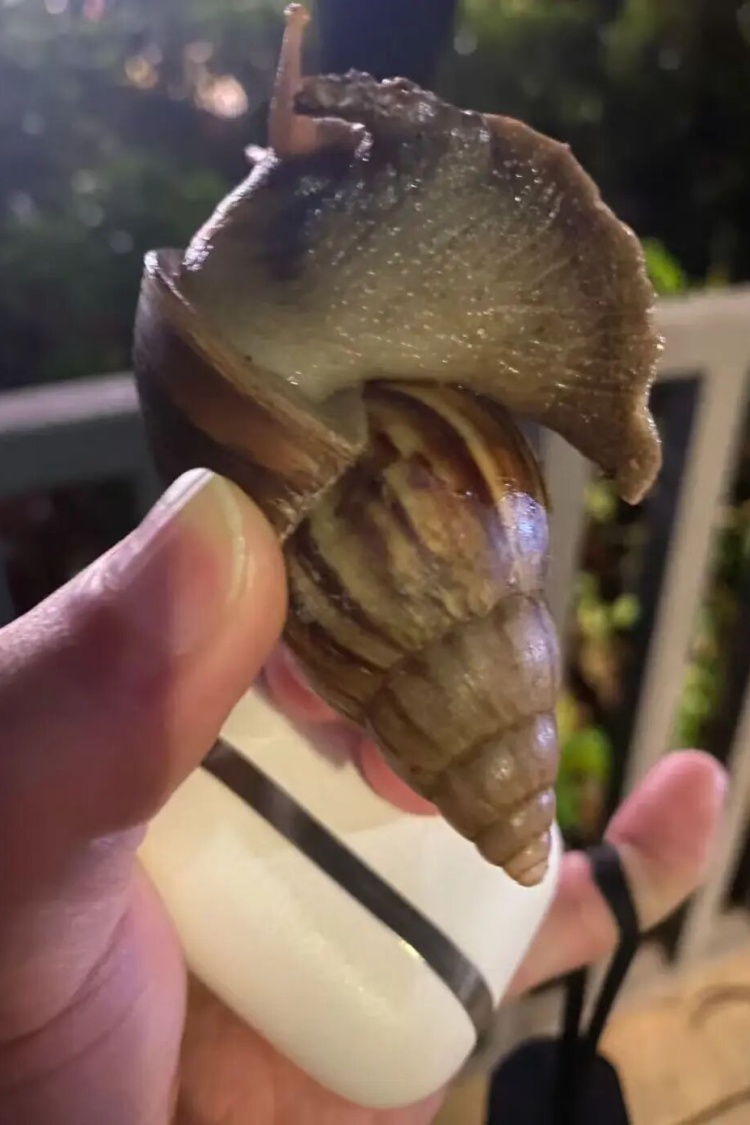 广东暴雨后巨型蜗牛泛滥！专家提醒：千万别摸别吃，一只携带上百条寄生虫可致脑膜炎