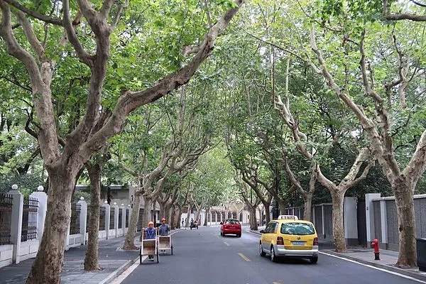 即将集中爆发！上海每个区几乎都有……警惕，可瞬间轰燃一片