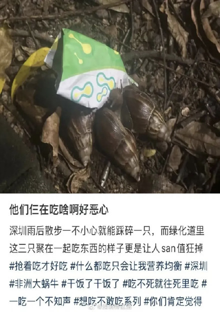 深圳暴雨后频现非洲大蜗牛
