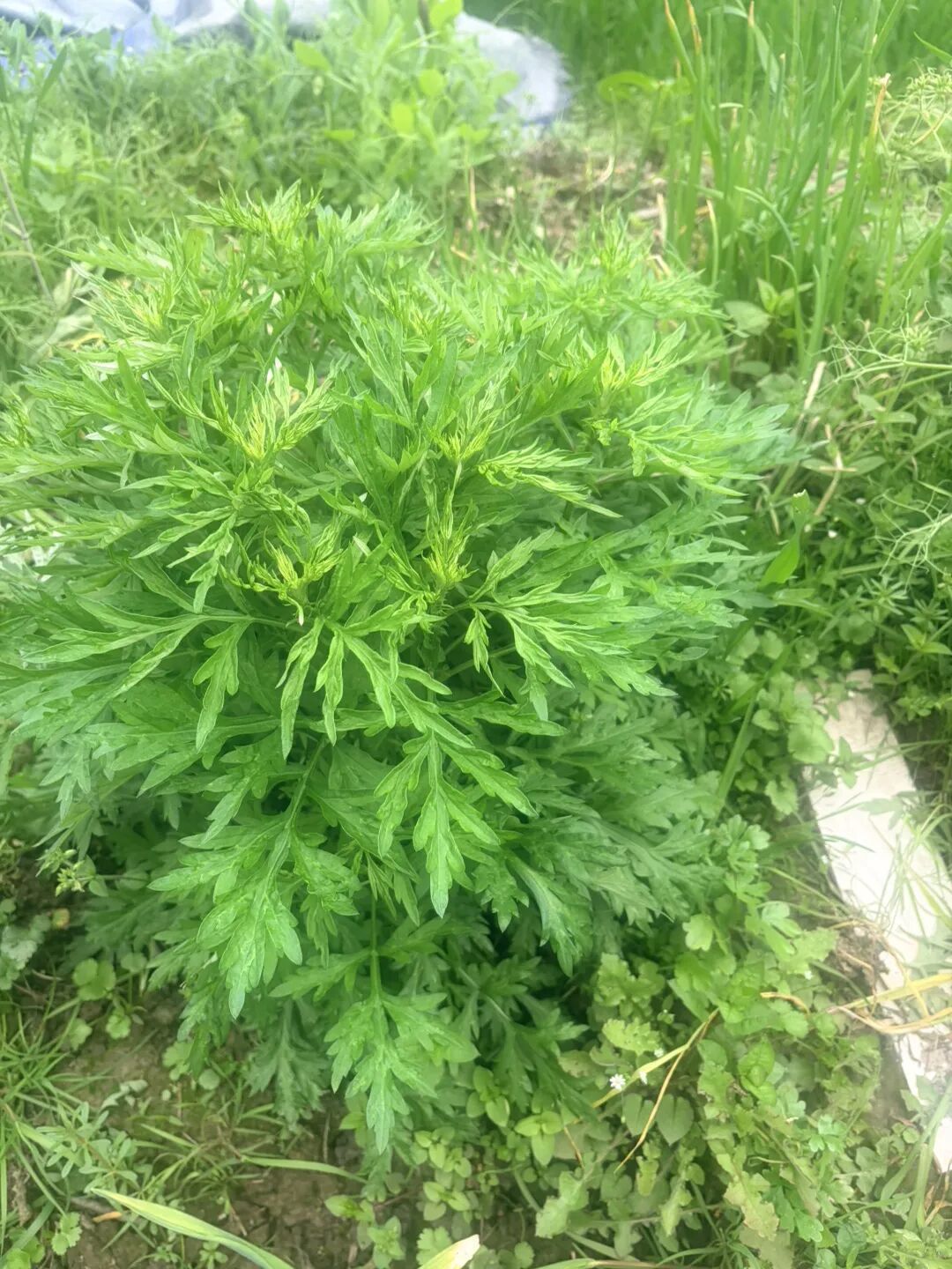 吃了几十年才发现根本不是同款？杭州很多人一直分不清