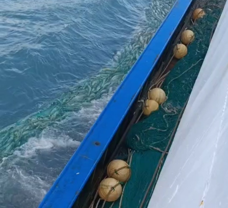 市值超10万！浙江渔民捕获2条“巨无霸”金枪鱼，已运抵台州