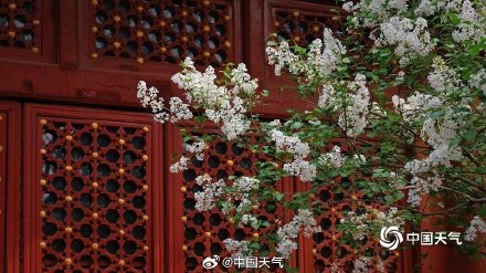 春韵悠长！北京法源寺丁香盛放古刹凝香