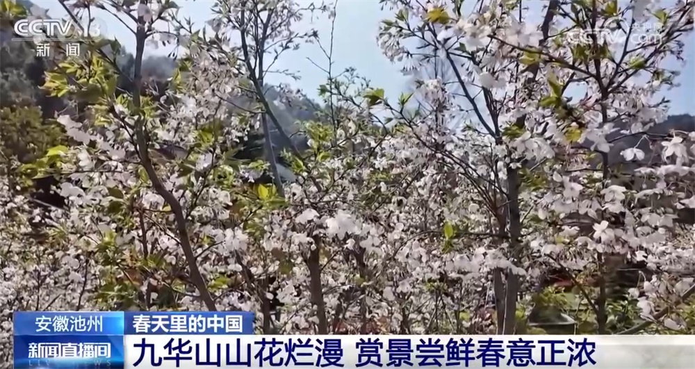 “赏花经济”澎湃文旅消费新动能 “花好常开”让乡村振兴绽放无限可能