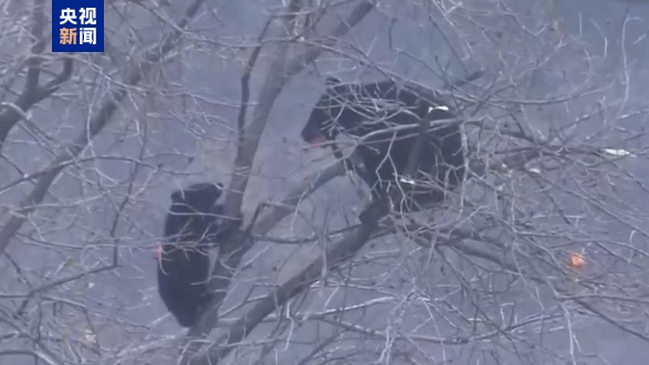 日本过去一年238人遭熊袭击 13人死亡