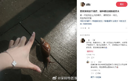 深圳暴雨后频现非洲大蜗牛