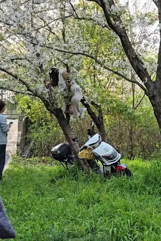 上海一游客爬上樱花树拍照，把树给压倒了；网友：想到树枝会断，没想到整棵树给干倒