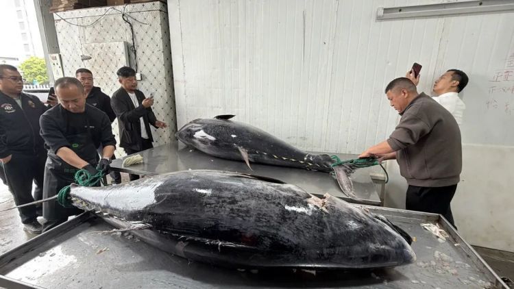 市值超10万！浙江渔民捕获2条“巨无霸”金枪鱼，已运抵台州