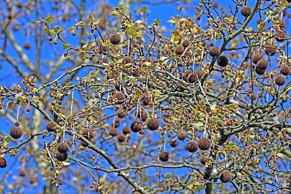 即将集中爆发！上海每个区几乎都有……警惕，可瞬间轰燃一片