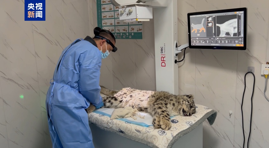 又一只雪豹幼崽获救 “凌小明”伤势好转但尚未脱险