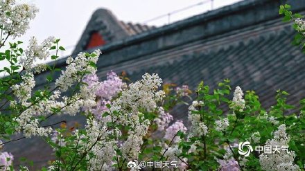 春韵悠长！北京法源寺丁香盛放古刹凝香