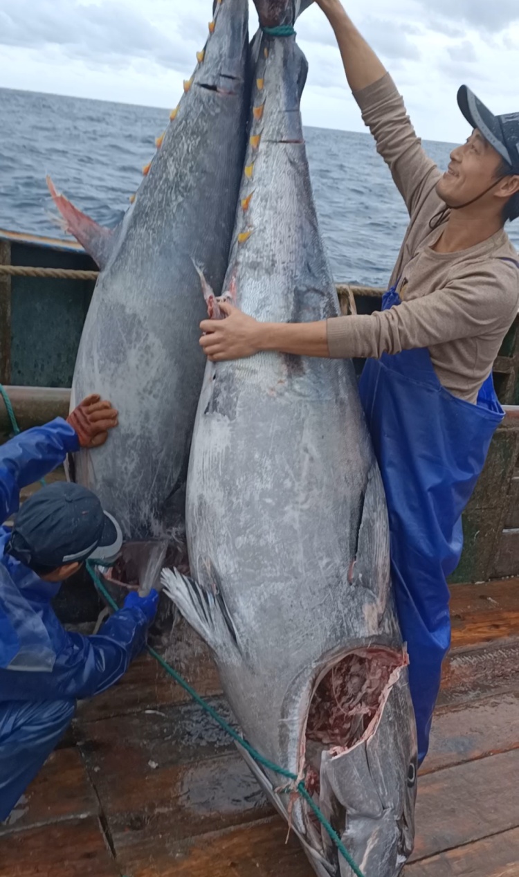 市值超10万！浙江渔民捕获2条“巨无霸”金枪鱼，已运抵台州