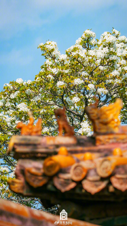 清新淡雅！当白色梨花融入故宫配色