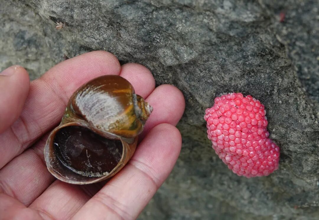 别吃!这种螺藏上千条寄生虫,近期正大量出现 别吃!这种螺藏上千条寄生虫,近期正大量出现