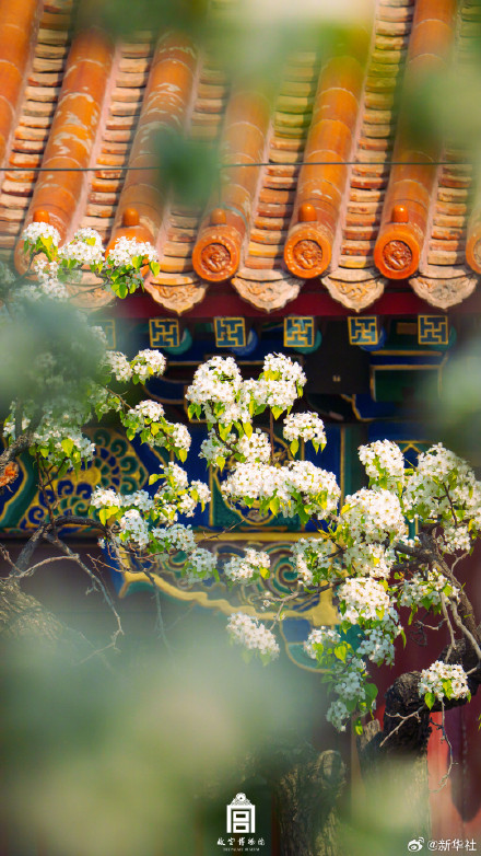 故宫春日壁纸又上新了