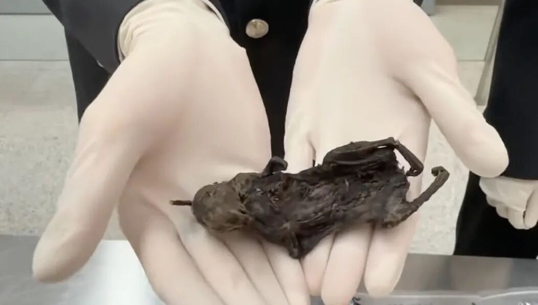 行李箱装着6只风干老鼠入境，旅客竟称“拿来吃的”…检出多种病原体！