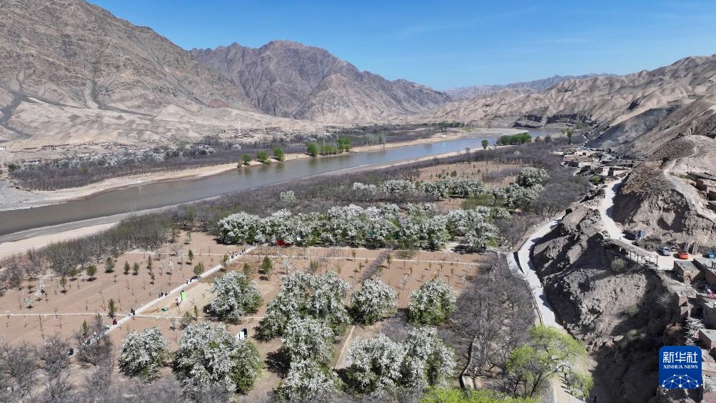 黄河岸边赏百年梨花