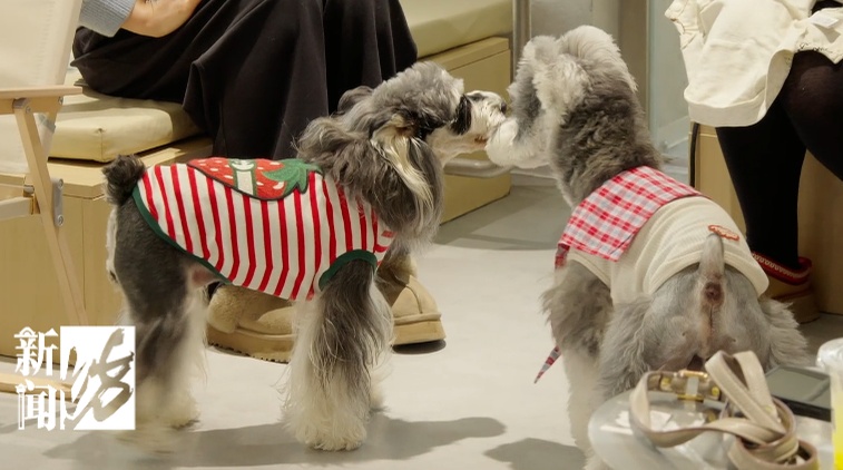 “宠物可进”标识被撤下?上海一些商场收紧“宠物友好”引热议 “宠物可进”标识被撤下?上海一些商场收紧“宠物友好”引热议