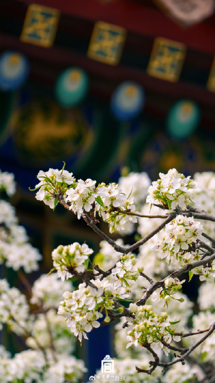一键收藏！你的春日壁纸故宫承包了