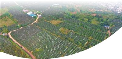 种“花牛”，他们越来越在行（前沿观察·锻造推动产业发展的行家里手）