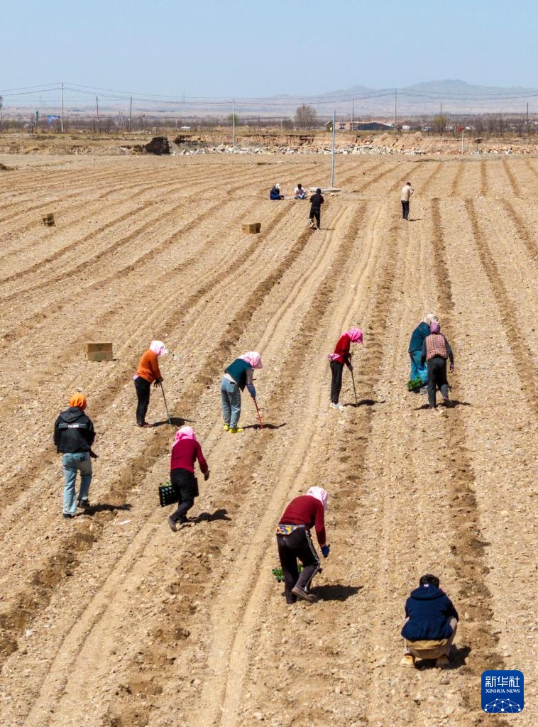 荒滩戈壁播种“绿宝石”