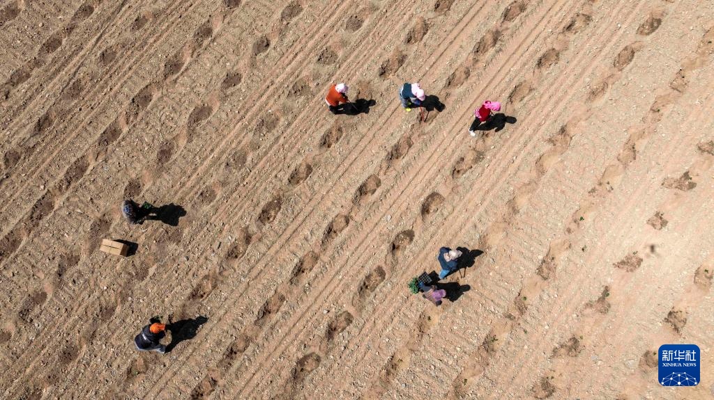 荒滩戈壁播种“绿宝石”