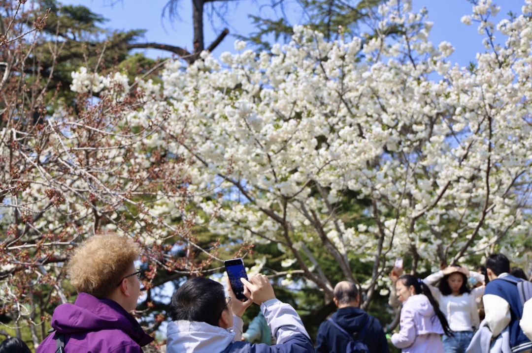 清明假期3天，北京公园迎客594.16万人次！前三名是——