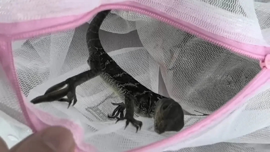 拱北海关查获50只活体帆蜥属蜥蜴 拱北海关查获50只活体帆蜥属蜥蜴