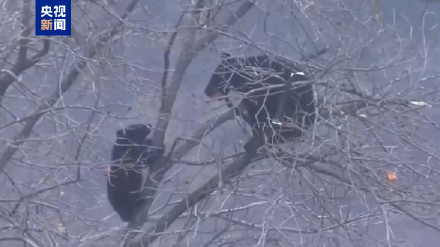 日本去年238人遭熊袭击 13人死亡