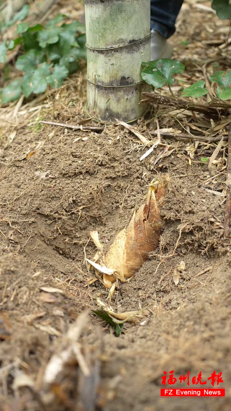 福州人的“春日限定”来了！吃笋的这几个坑，千万别踩