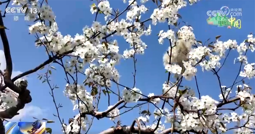 “赏花经济”澎湃文旅消费新动能 “花好常开”让乡村振兴绽放无限可能