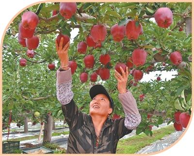 种“花牛”，他们越来越在行（前沿观察·锻造推动产业发展的行家里手）