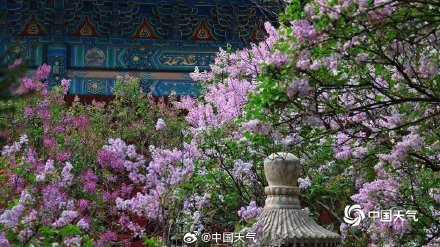 春韵悠长！北京法源寺丁香盛放古刹凝香