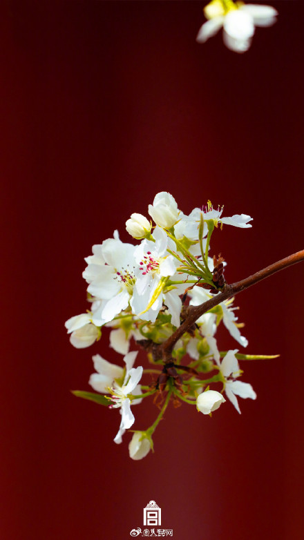 清新淡雅！当白色梨花融入故宫配色