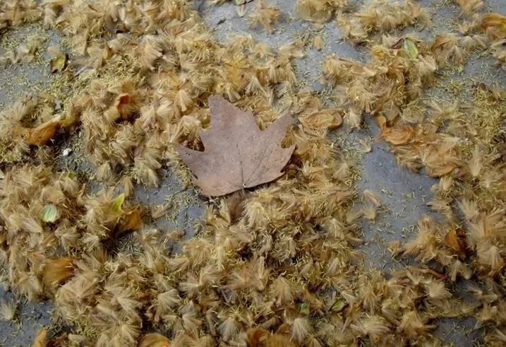 即将集中爆发！上海每个区几乎都有……警惕，可瞬间轰燃一片