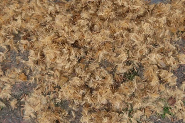 即将集中爆发！上海每个区几乎都有……警惕，可瞬间轰燃一片