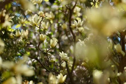 黄玉兰迎盛花期，京城春日赏景正当时
