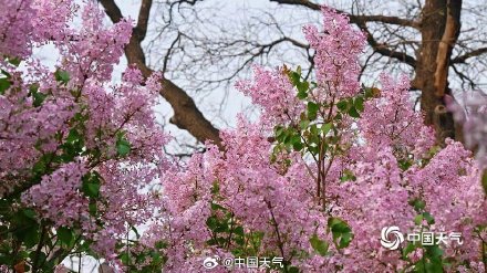 春韵悠长！北京法源寺丁香盛放古刹凝香